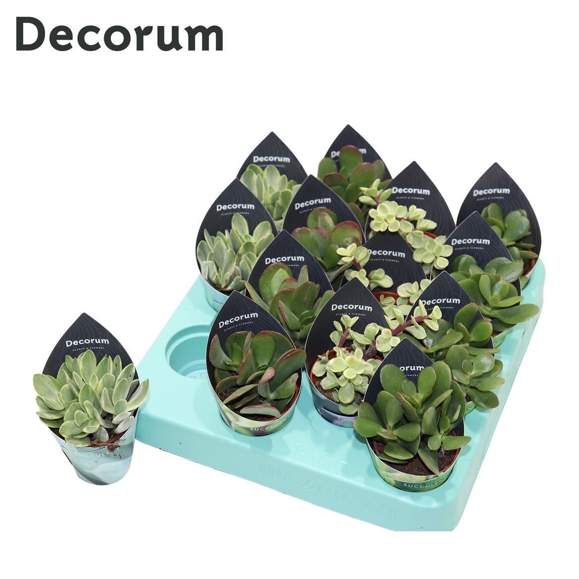 Picture of Crassula in 4 varieties (Decorum) P5 12CM