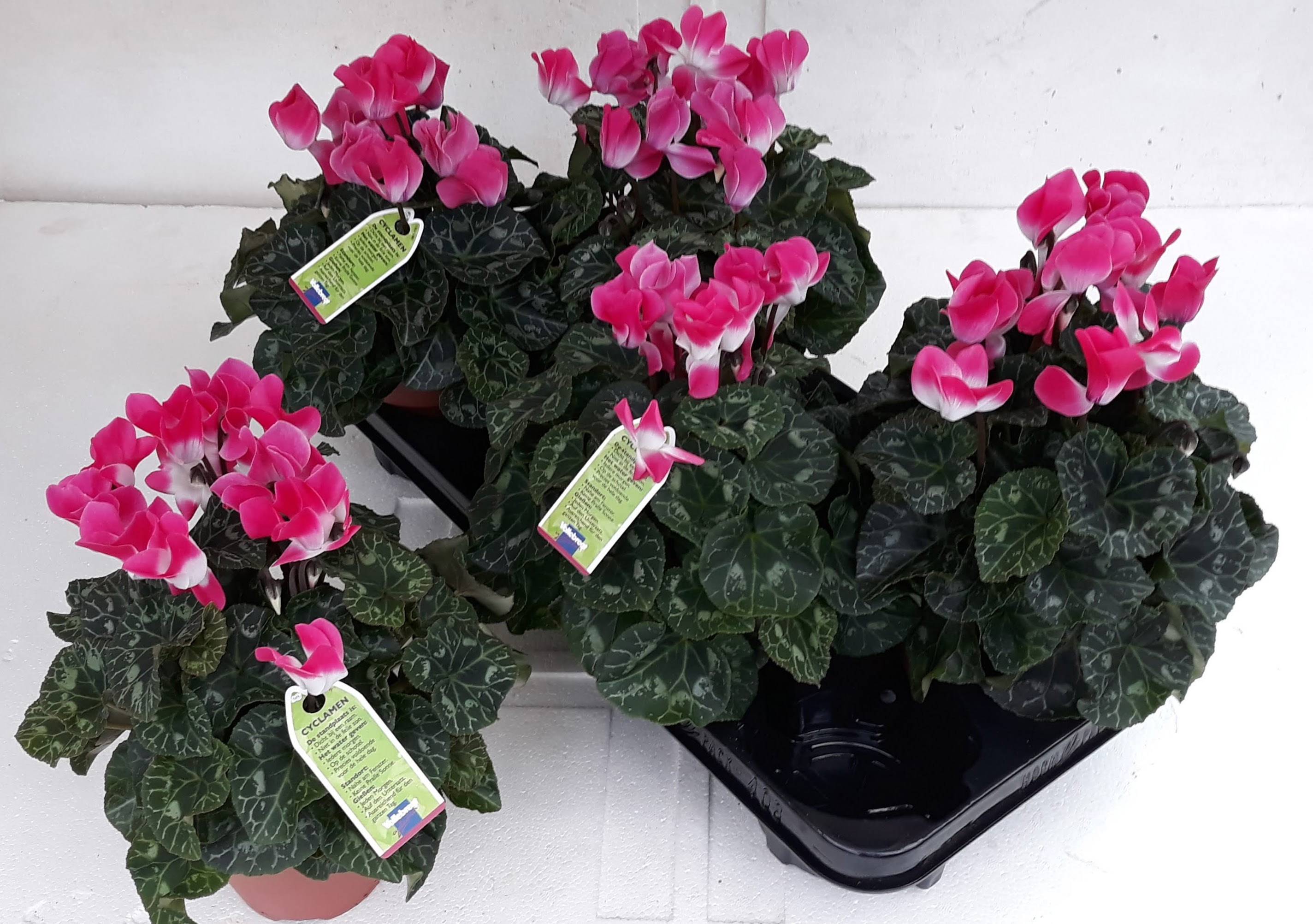 Cycl Md Indiaka 12P 30H 25Ø Cm 23bloei
