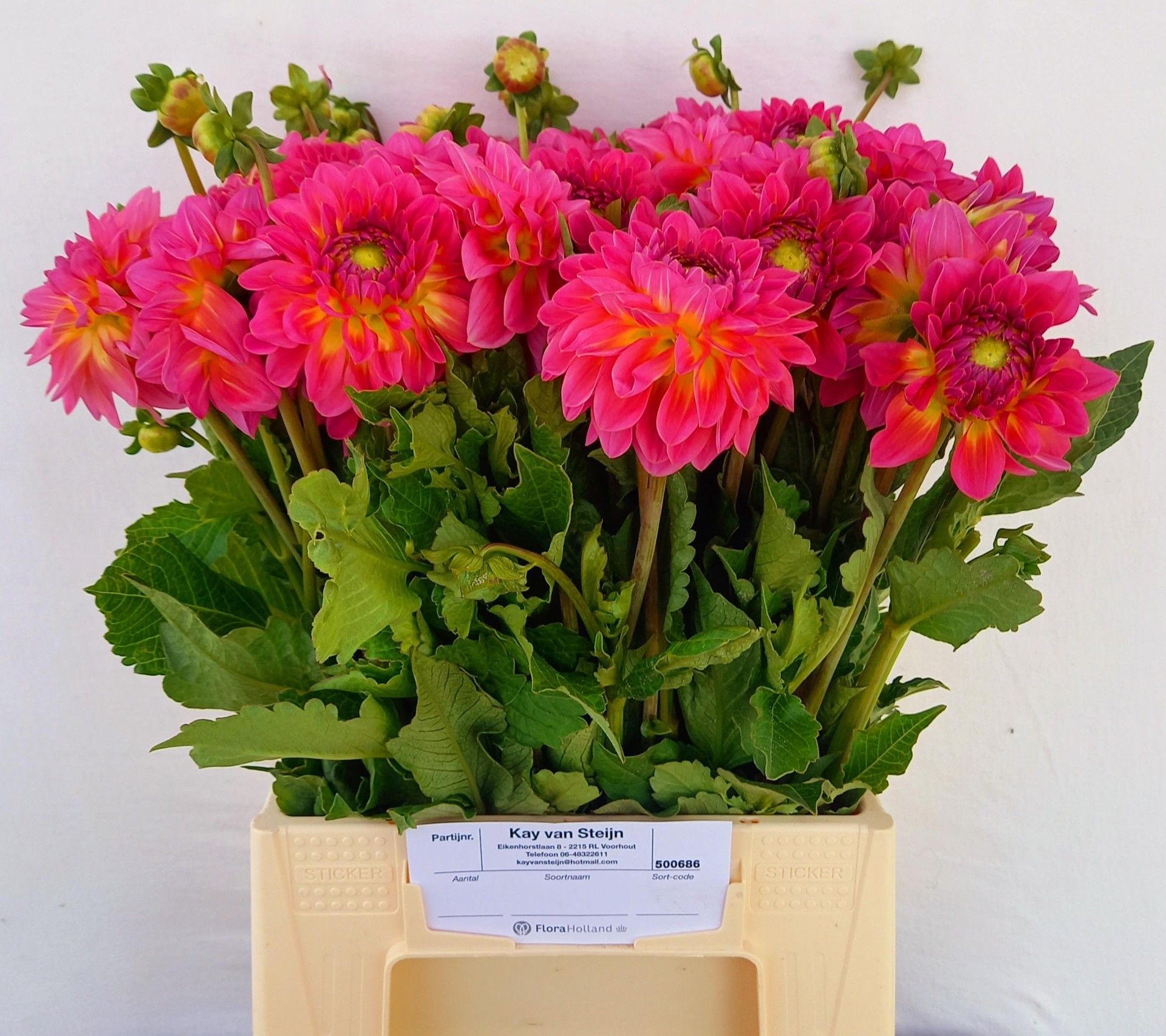 Dahlia 50cm