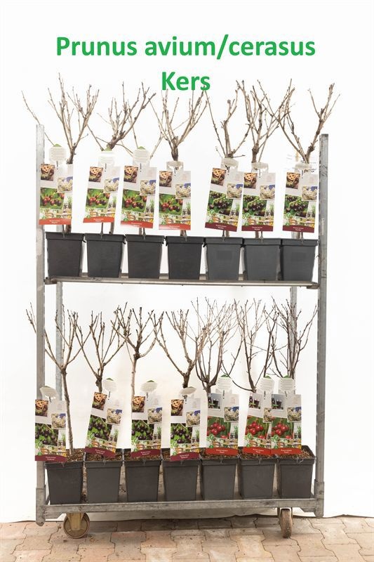 Prunus Mix Patiobomen Mix Prunus av. ( KERS )