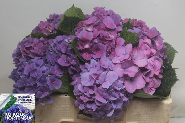 Hydrangea Cassanova 50cm 16Ø