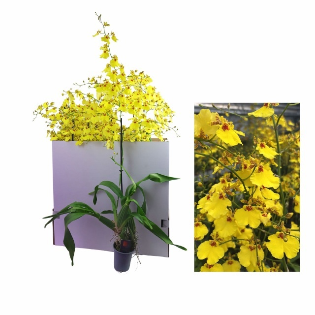 Oncidium Ov 9P 80H 2TAK 34bloei