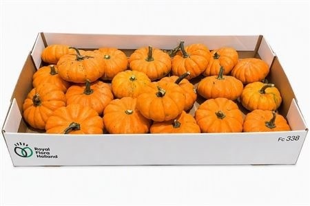 Cucurbita Jack Be Little