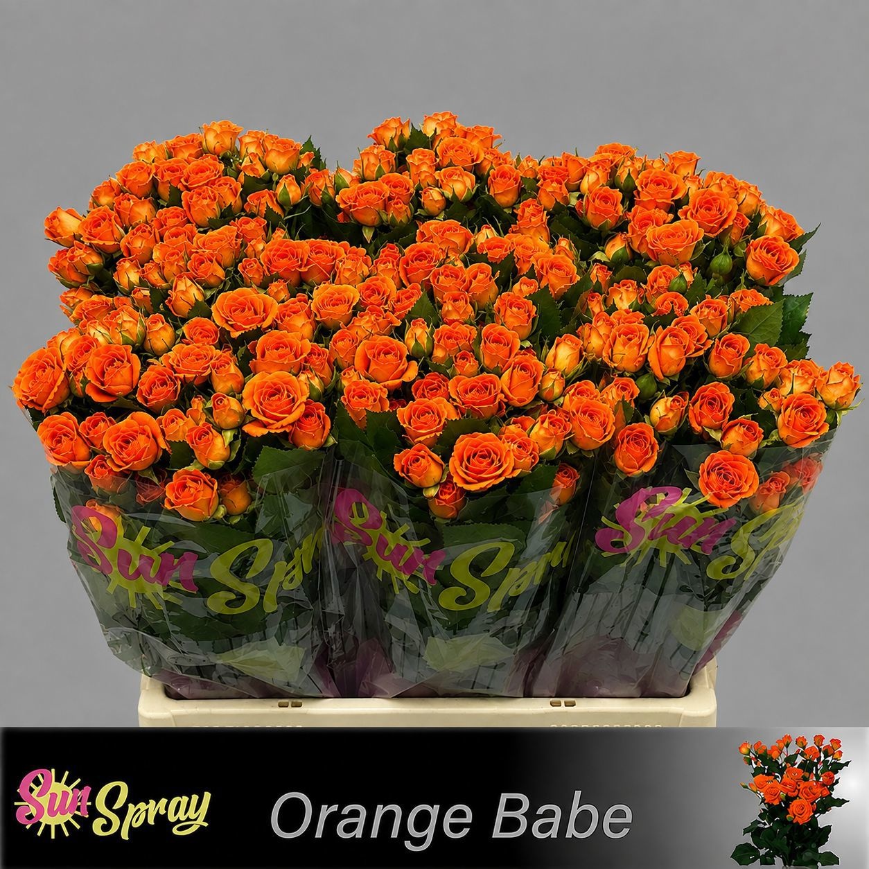 Rosa Spr Babe 60cm