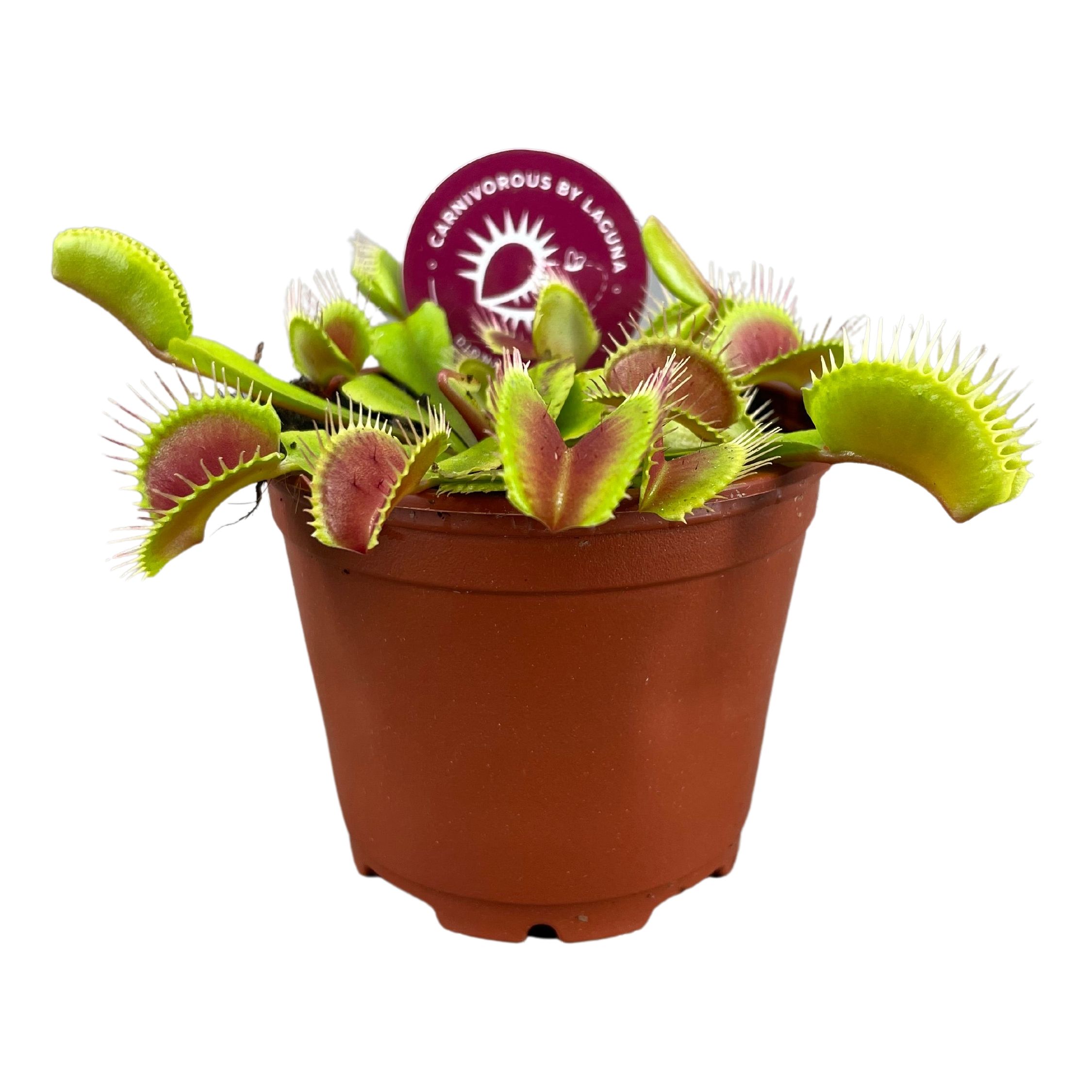 Picture of Dionaea Muscipula Carnivorous P8.5 10CM