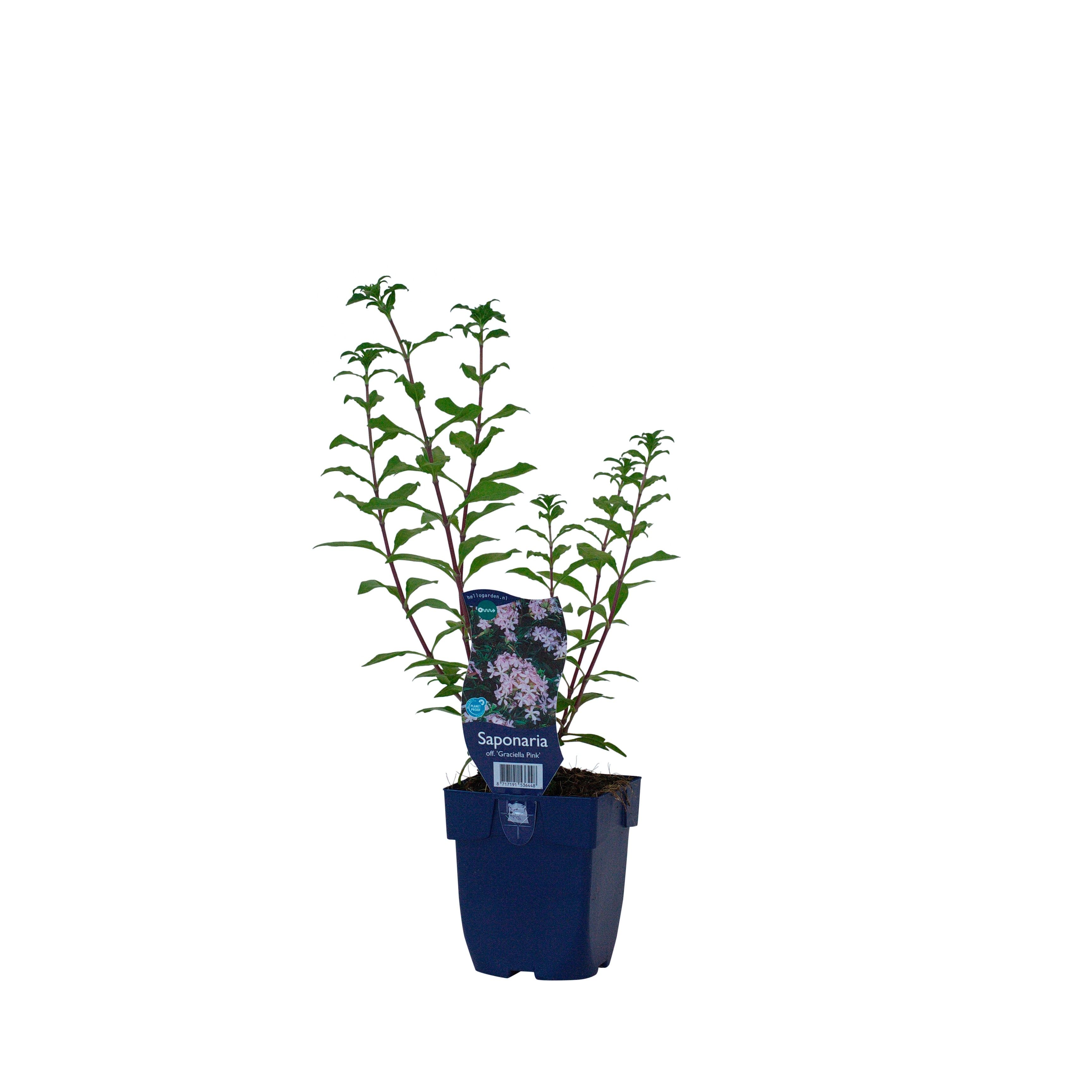 Saponaria off. 'Graciella Pink'