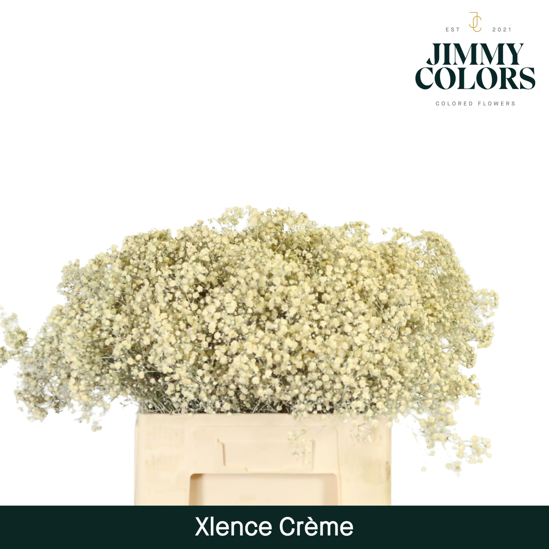 Gyps Xlence L60 Creme