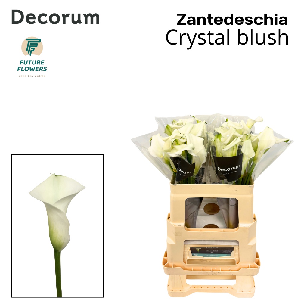 Zant Crystal Blush