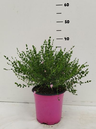 Boronia crenulata