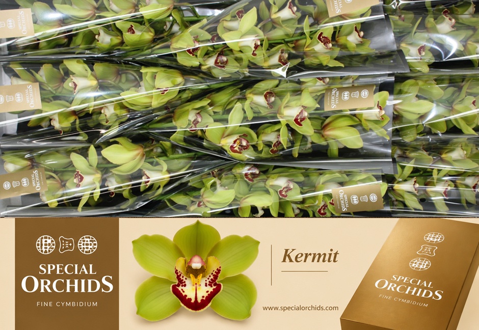 Cymbidium Kermit 8/11bl