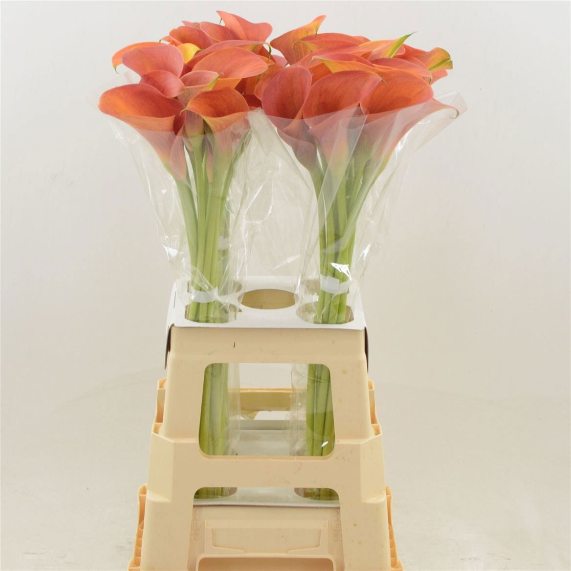 Zant Orange Pride 80cm
