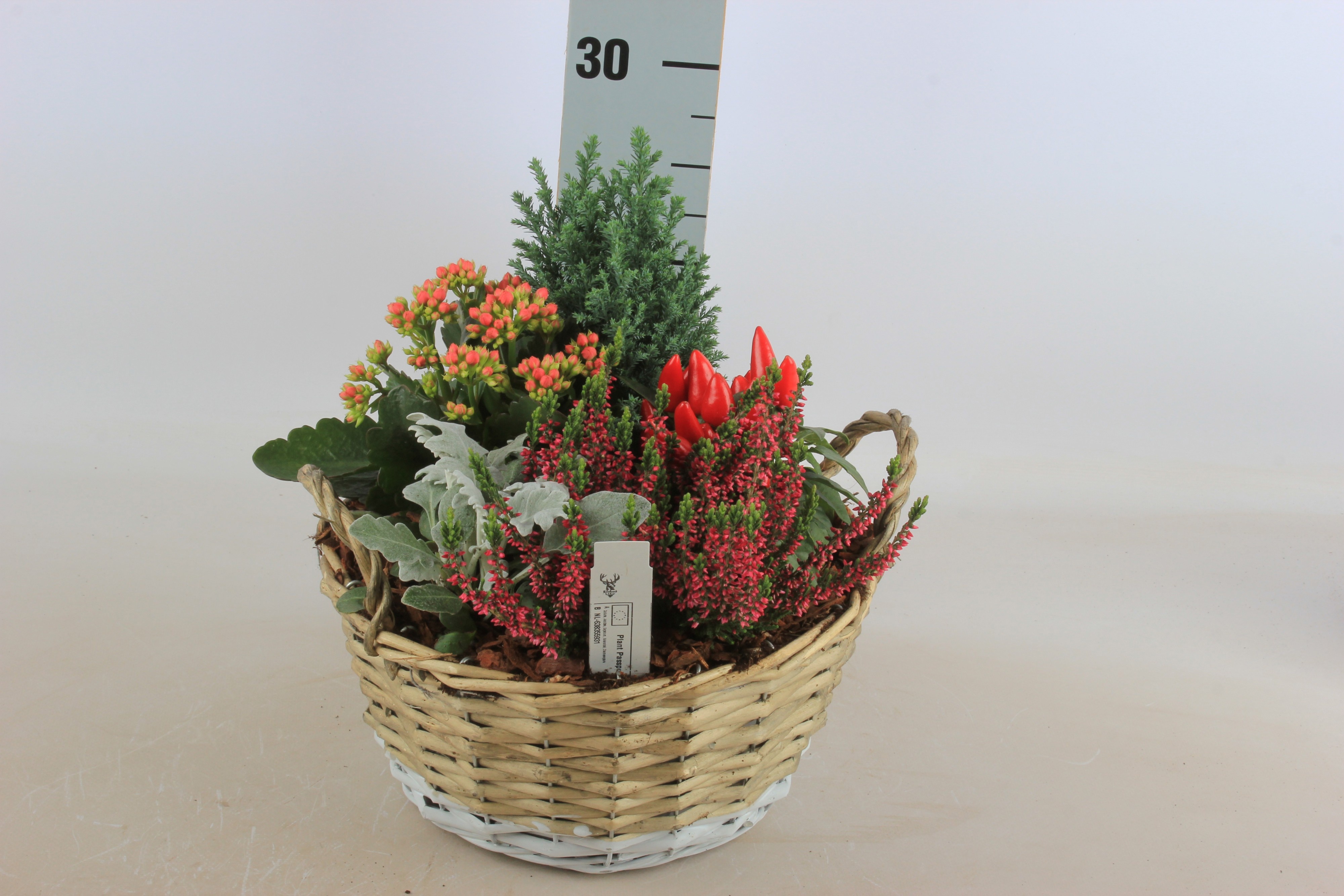 Arrangement Garden Plants 24Ø