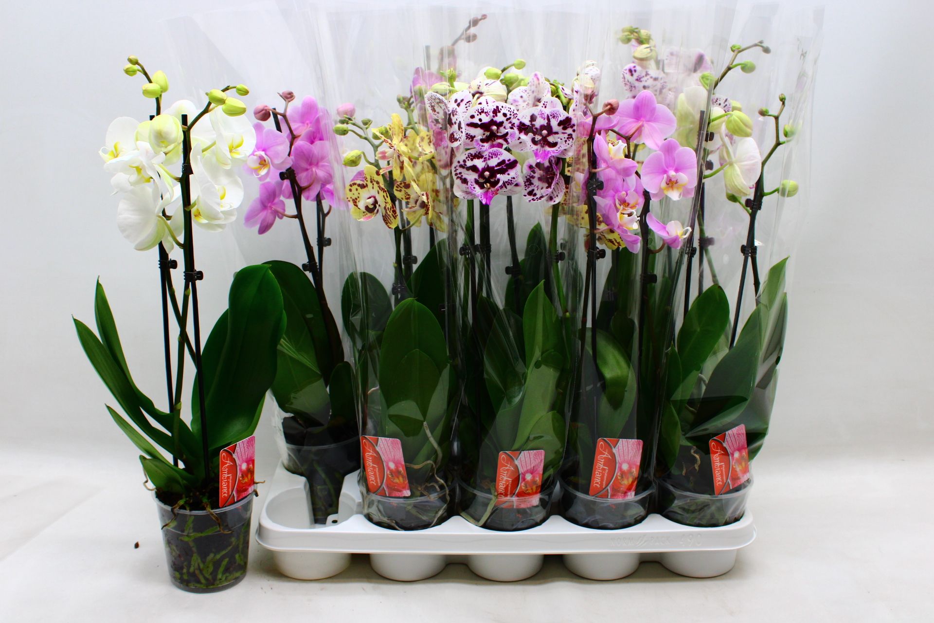 Phalaenopsis Asst 12Ø 55cm