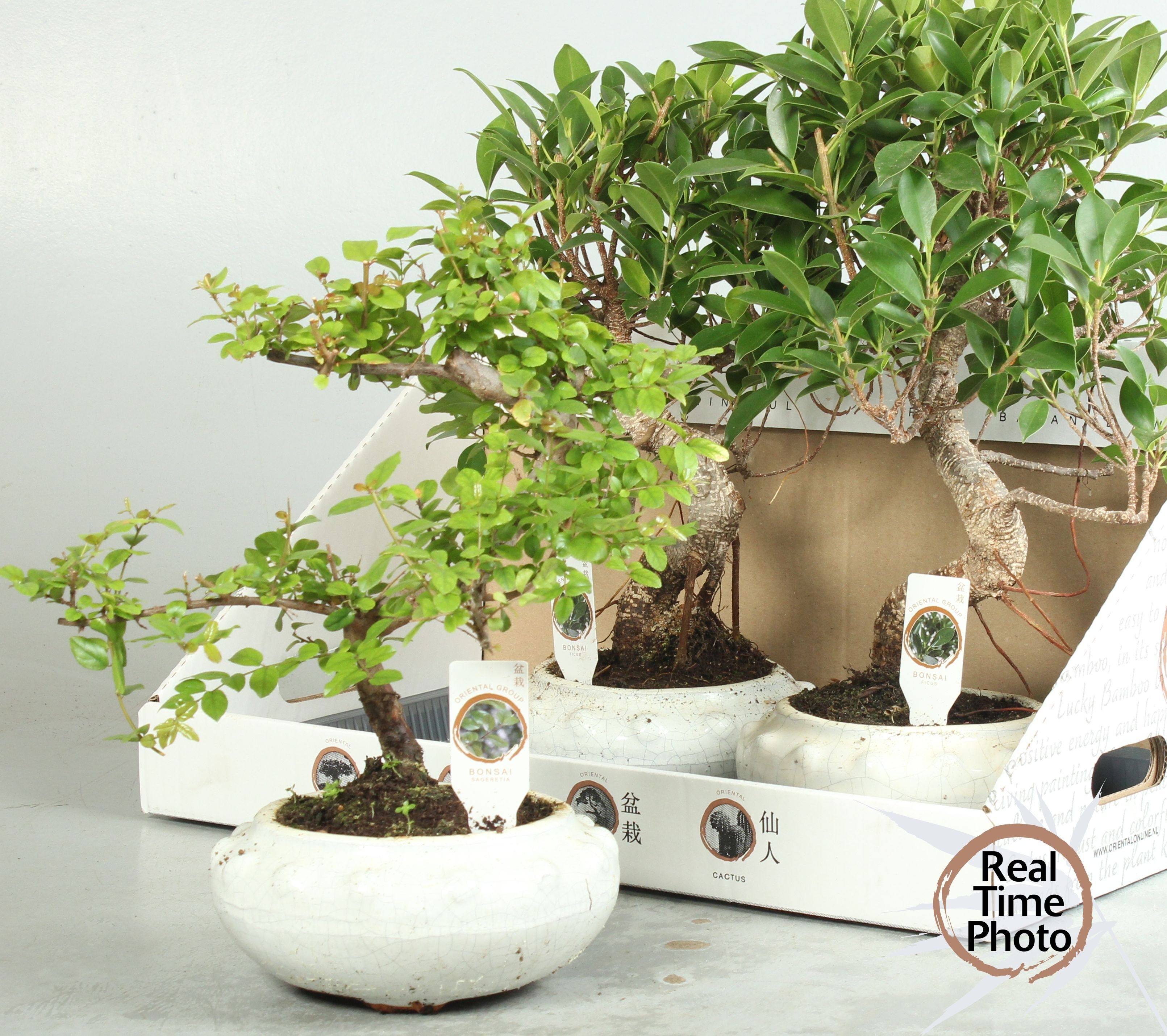 Bonsai Gem 19P 40H