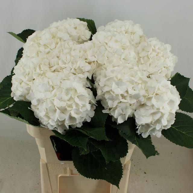Hydrangea White Verena 80cm 22Ø