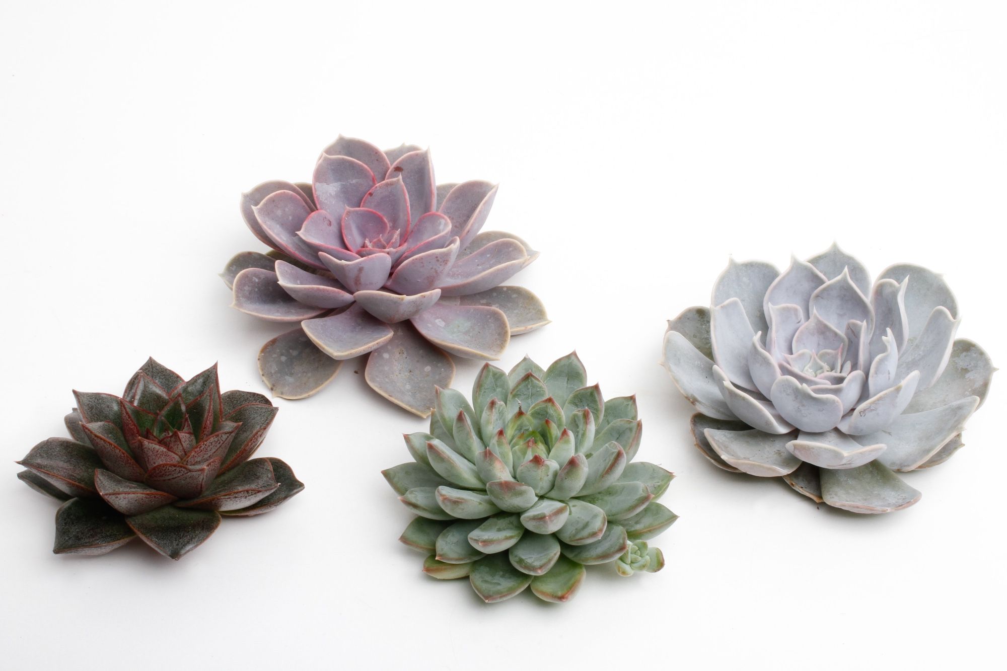 Echeveria Asst