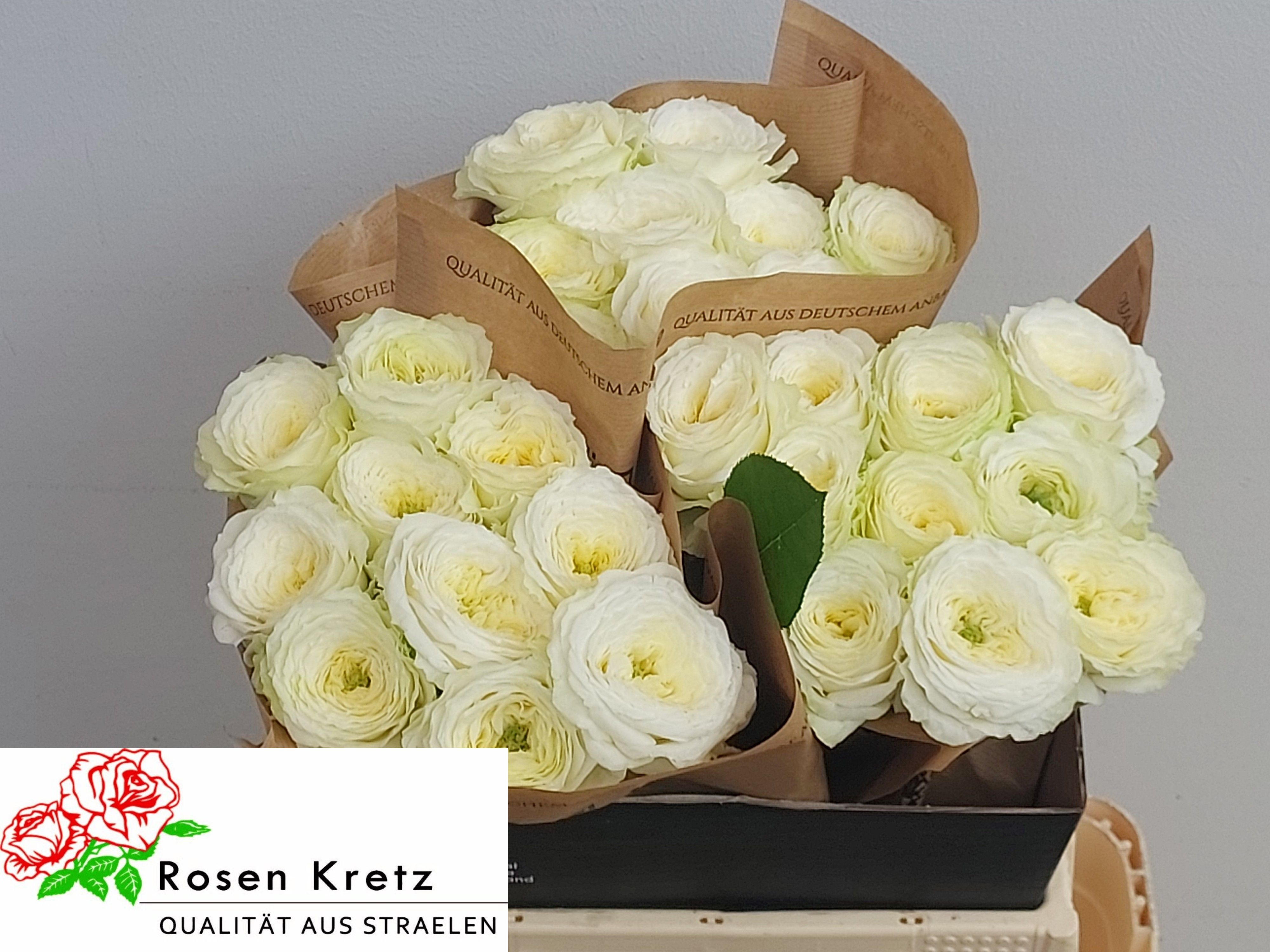 R Gr Lotti+ 40cm