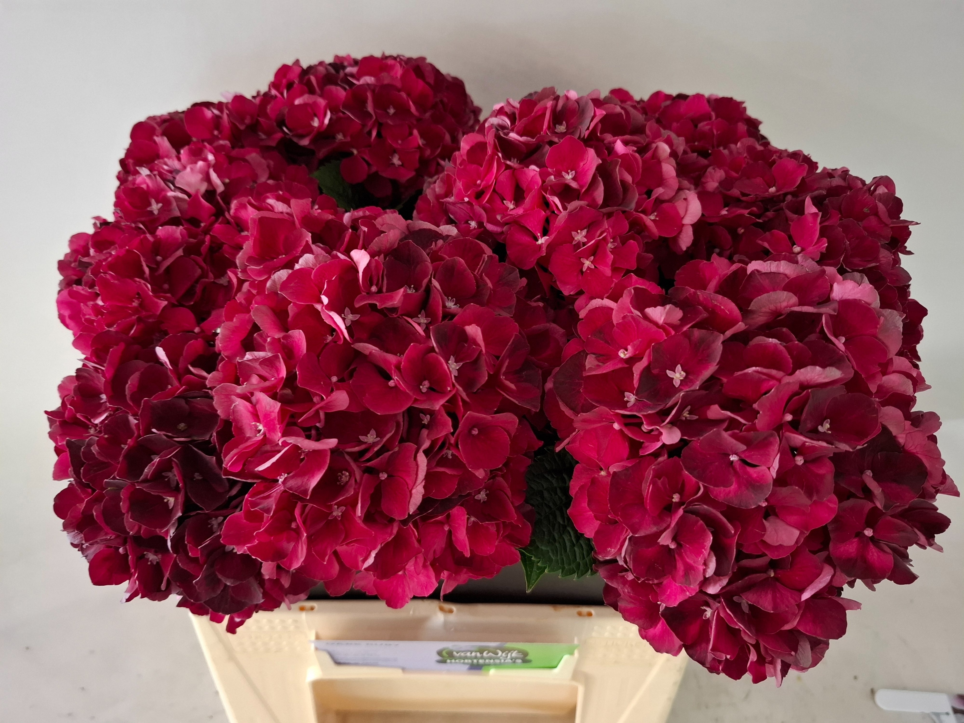 Hydrangea Dark Ruby 40cm 16Ø