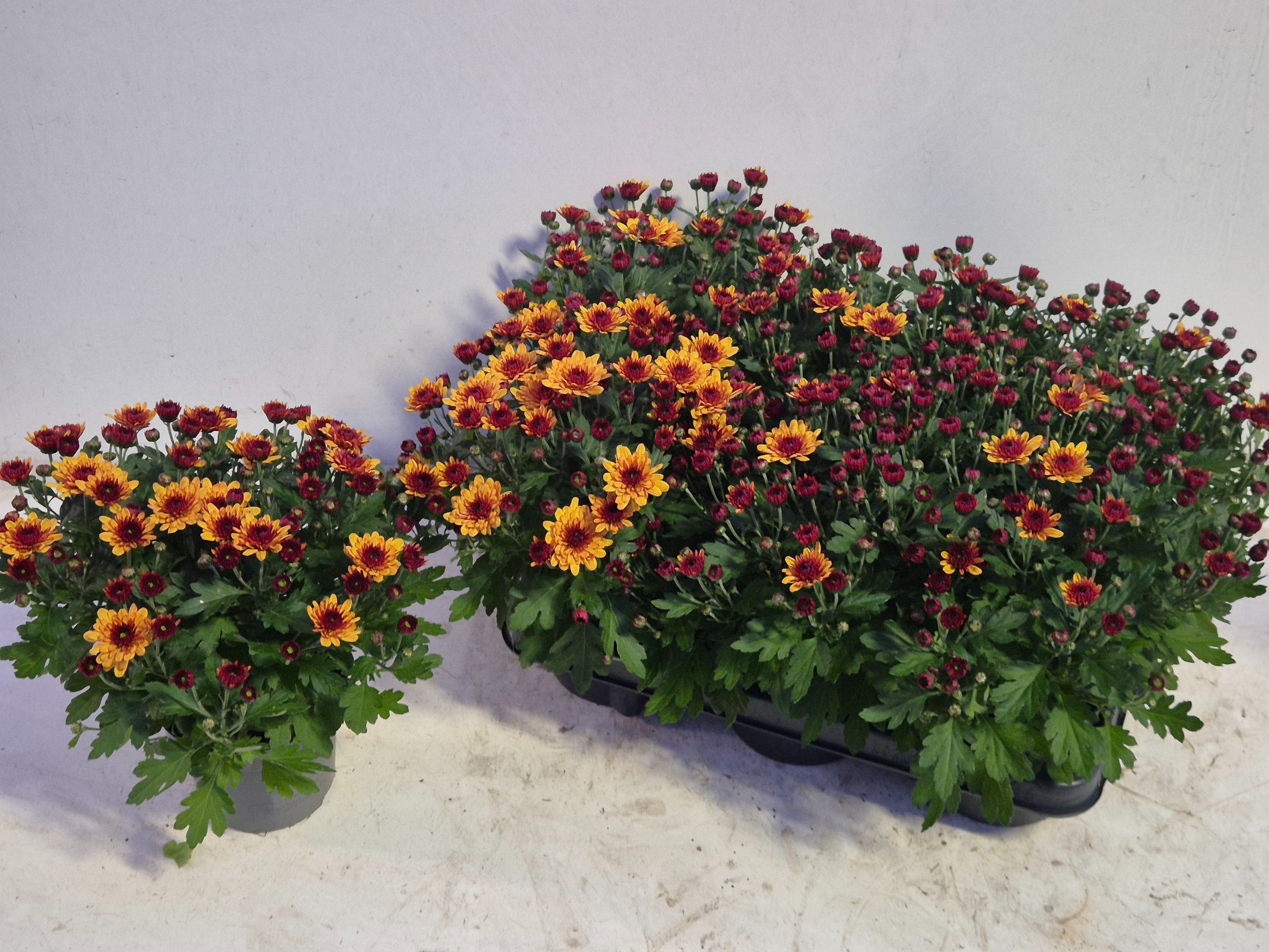 Chrys Garden Mums Gm 12Ø 25cm