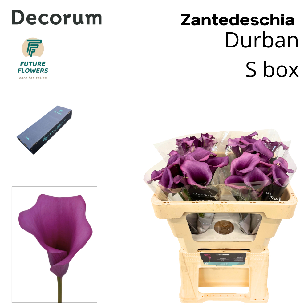 Zant Durban