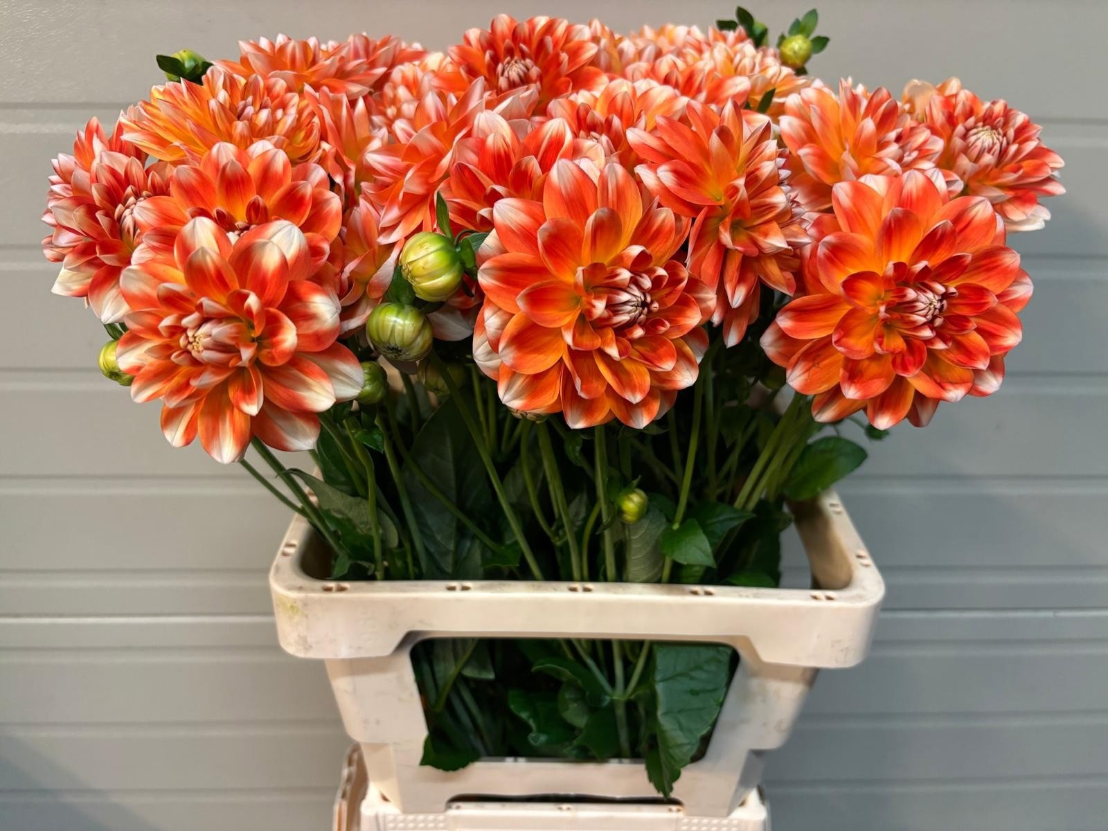 Dahlia 50cm