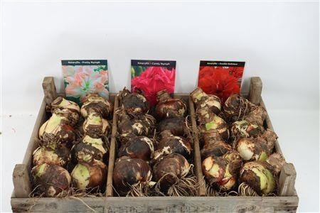 Hippeastrum Mixed 4bl