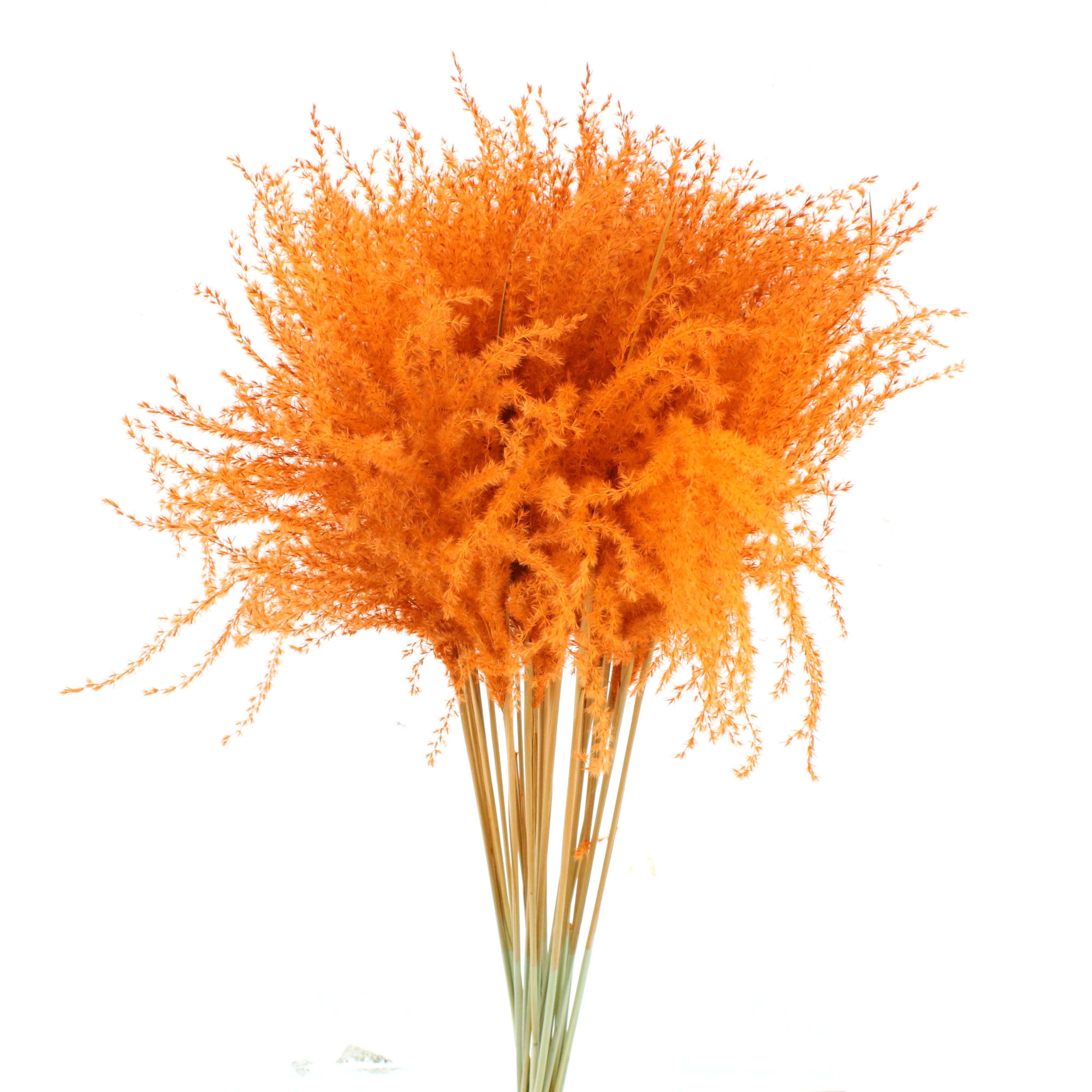 Ornamental Grass Painted (PANICUM)