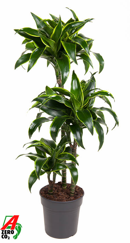 Picture of Dracaena Dorado 60-30-15 P21 110cm