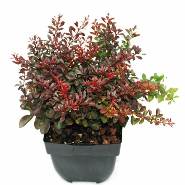 Picture of Berberis thunbergii 'Atropurpurea Nana' P17