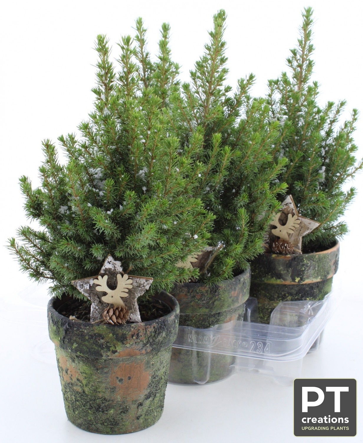 Picea Gl Perfecta 14Ø 42cm