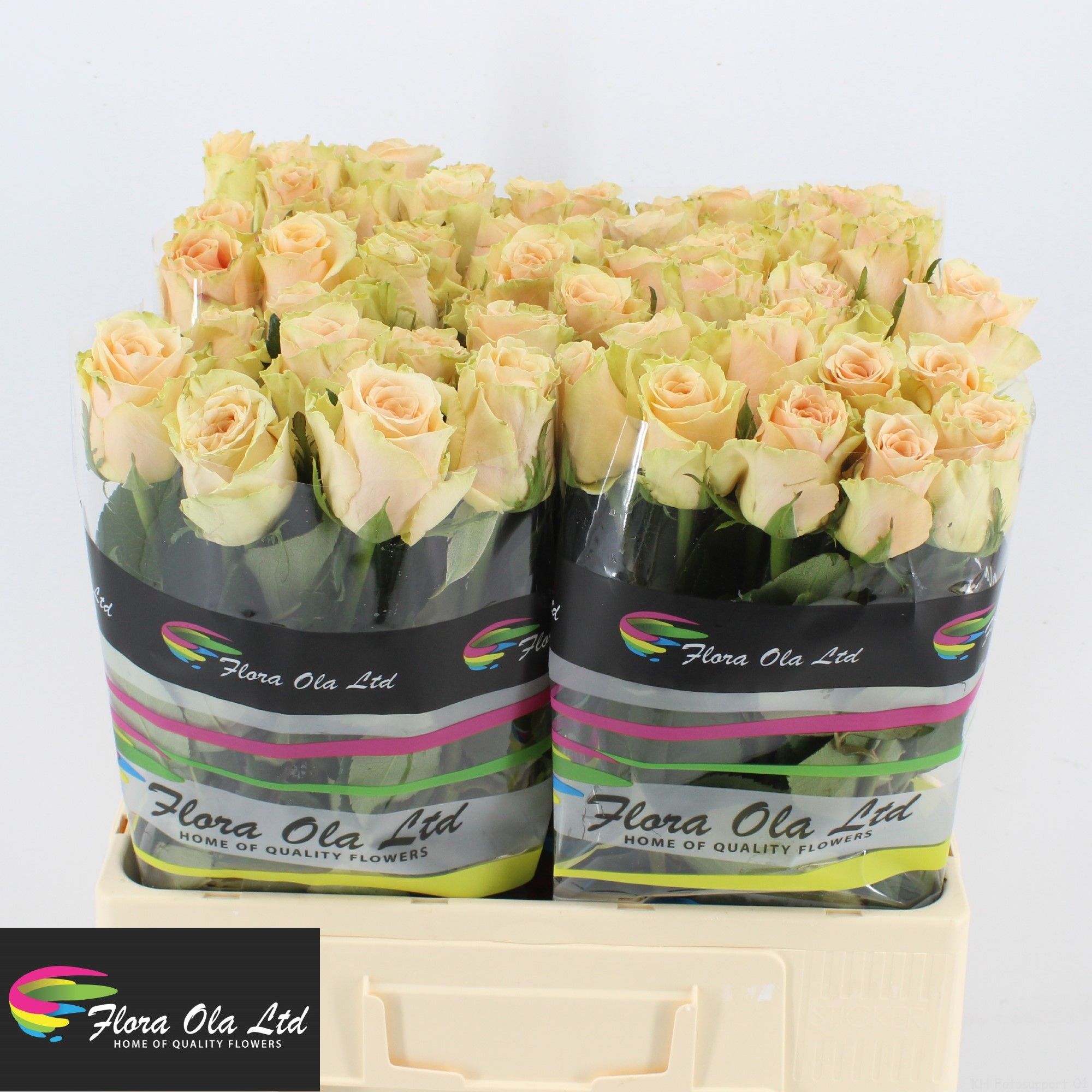 Rosa Primavera+ 60cm