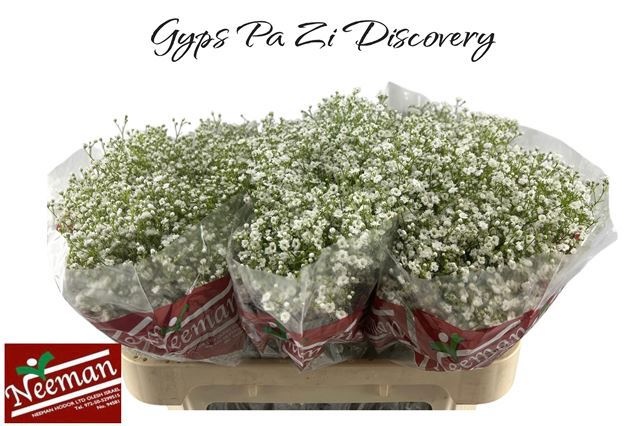 Gypsophila Discovery 70cm 30gram