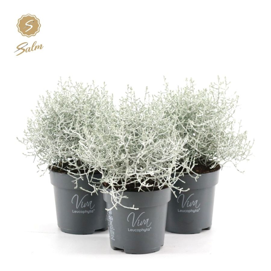 Picture of Viva Leucophyta brownii ‘Challenge’ P10
