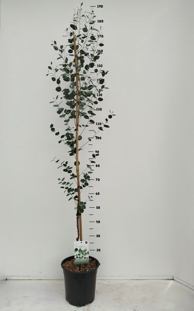 Eucalyptus gunniic6