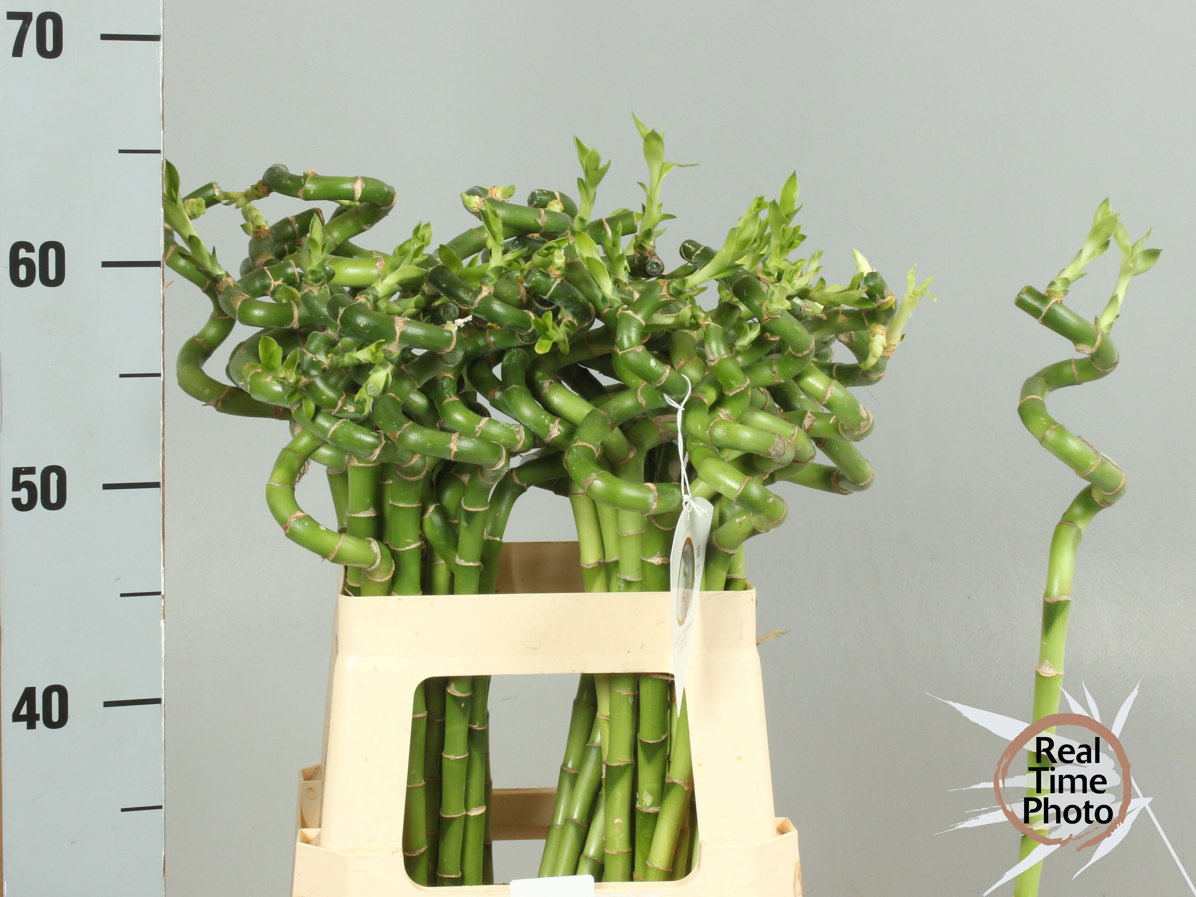 Drac S Lucky Bamboo