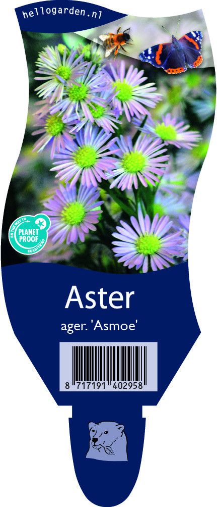 Aster ager. 'Asmoe'