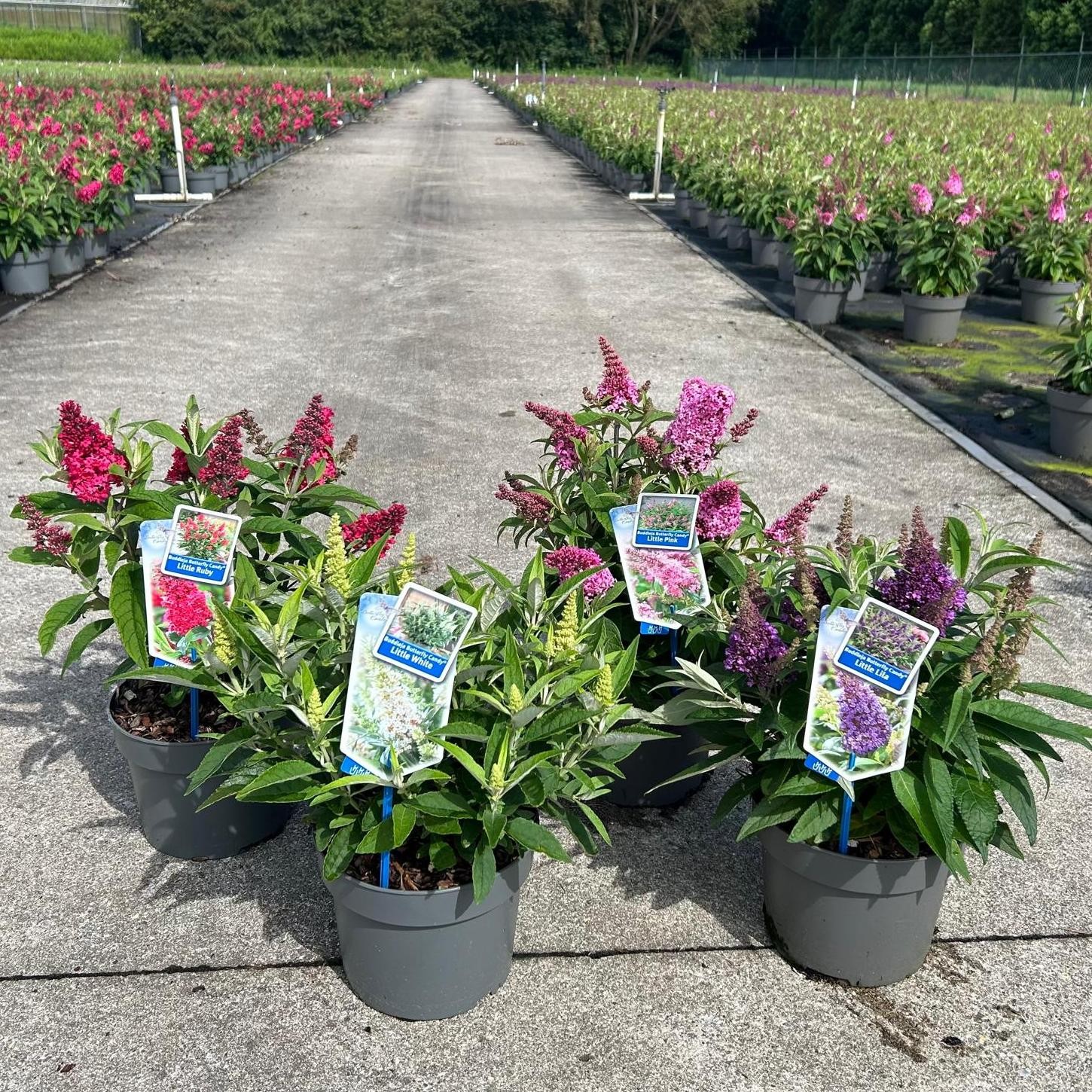 Picture of Buddleja d. Butt. Candy® mix P19 (minimum order one layer)