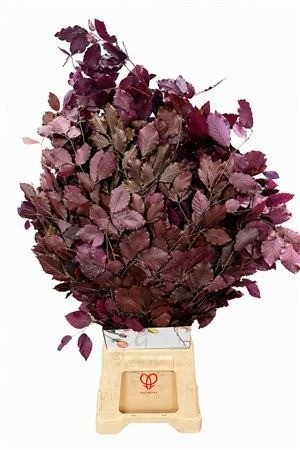 Decorgroen Klb Bs H%