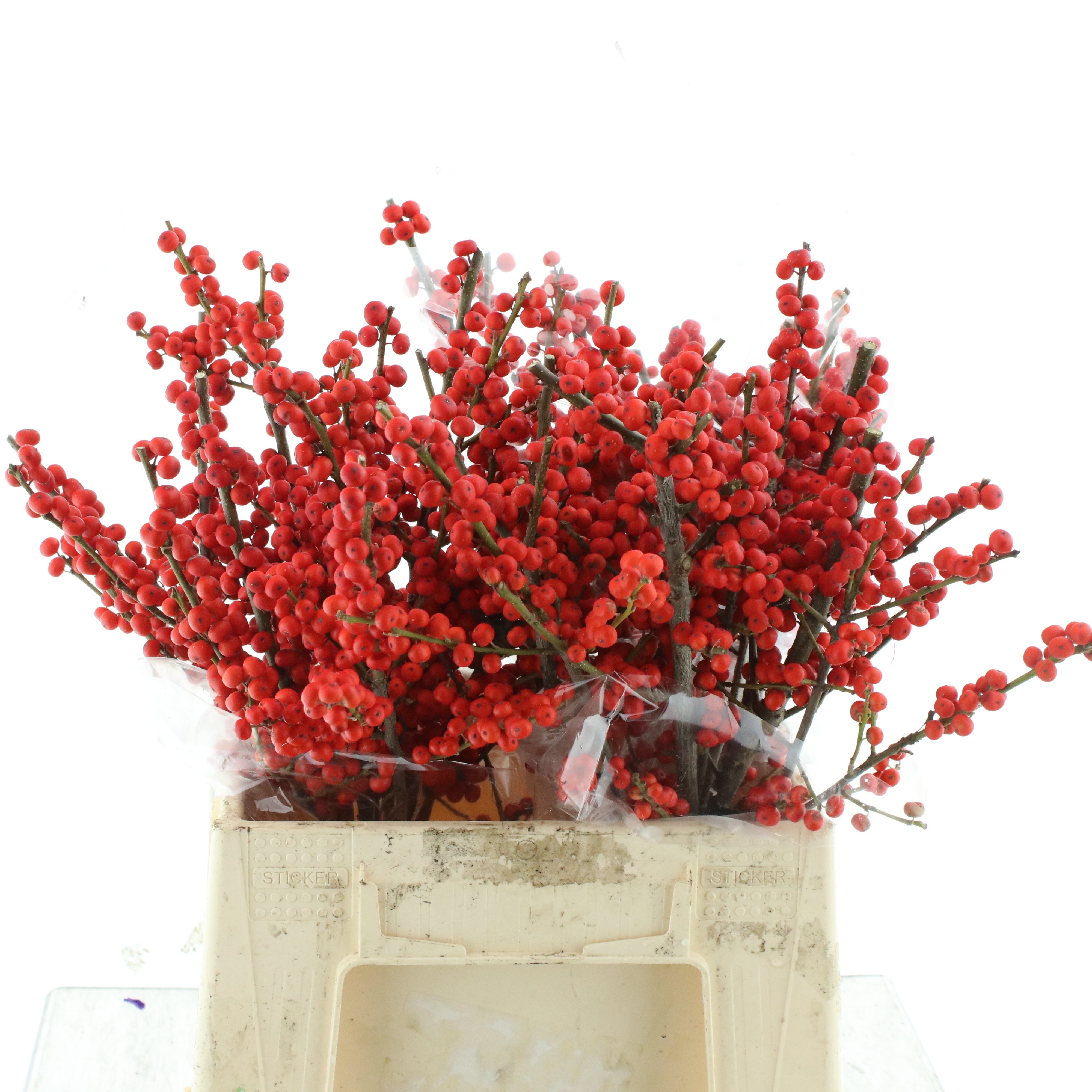 Ilex Verticlilata 40cm
