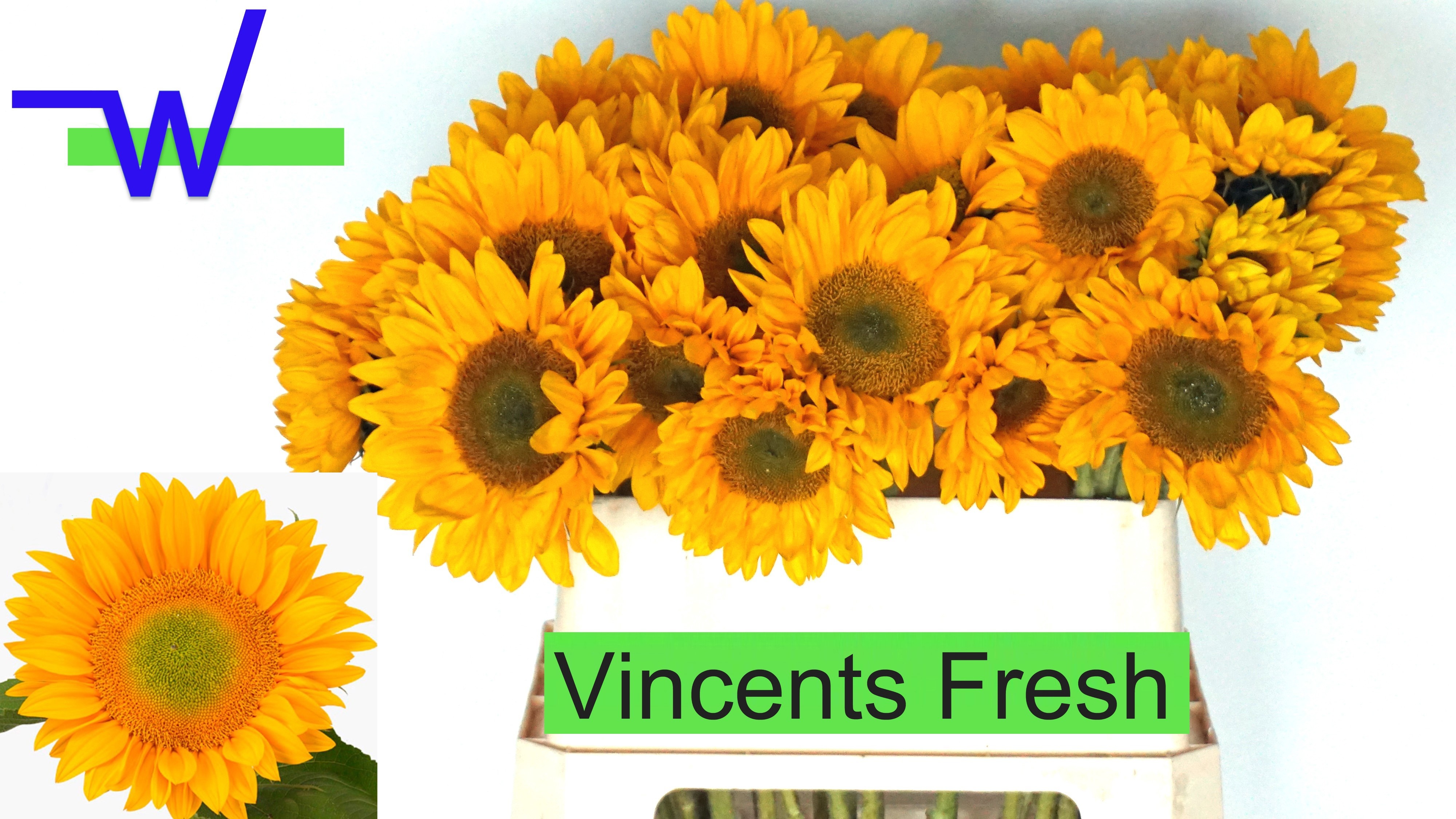 Helian An Vin Fresh 80cm