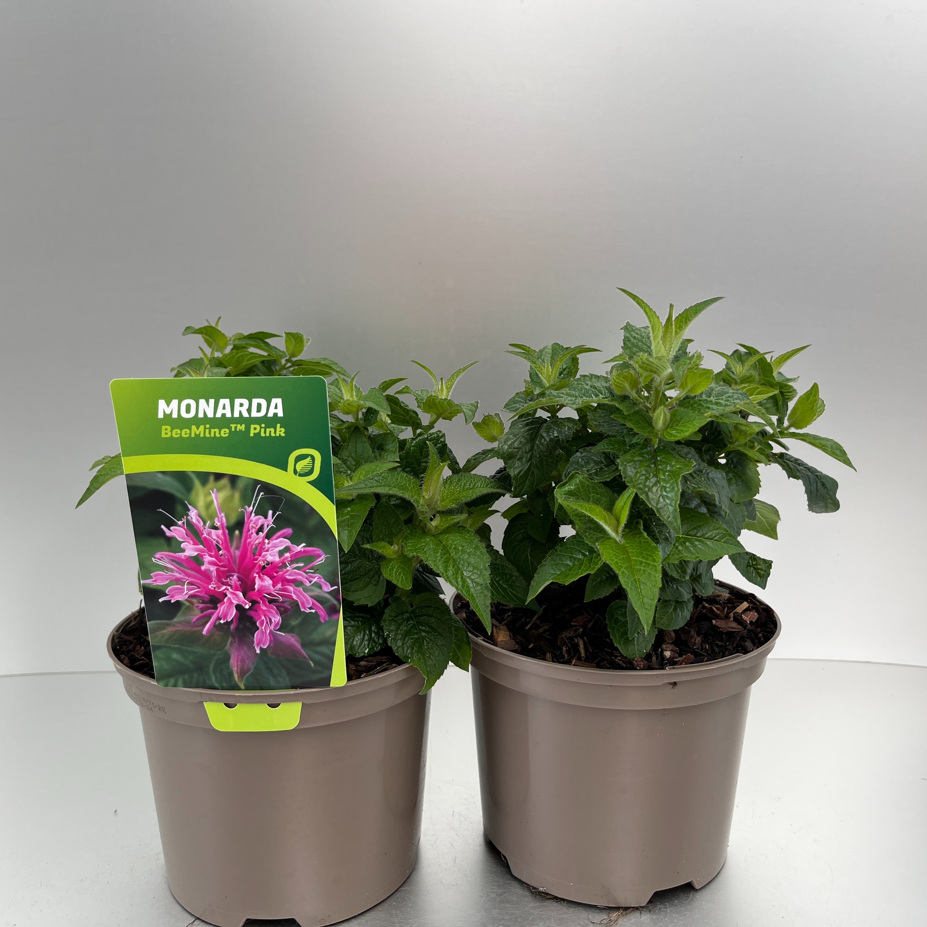 Picture of Monarda didyma BeeMine Pink P17 (2 Ltr)