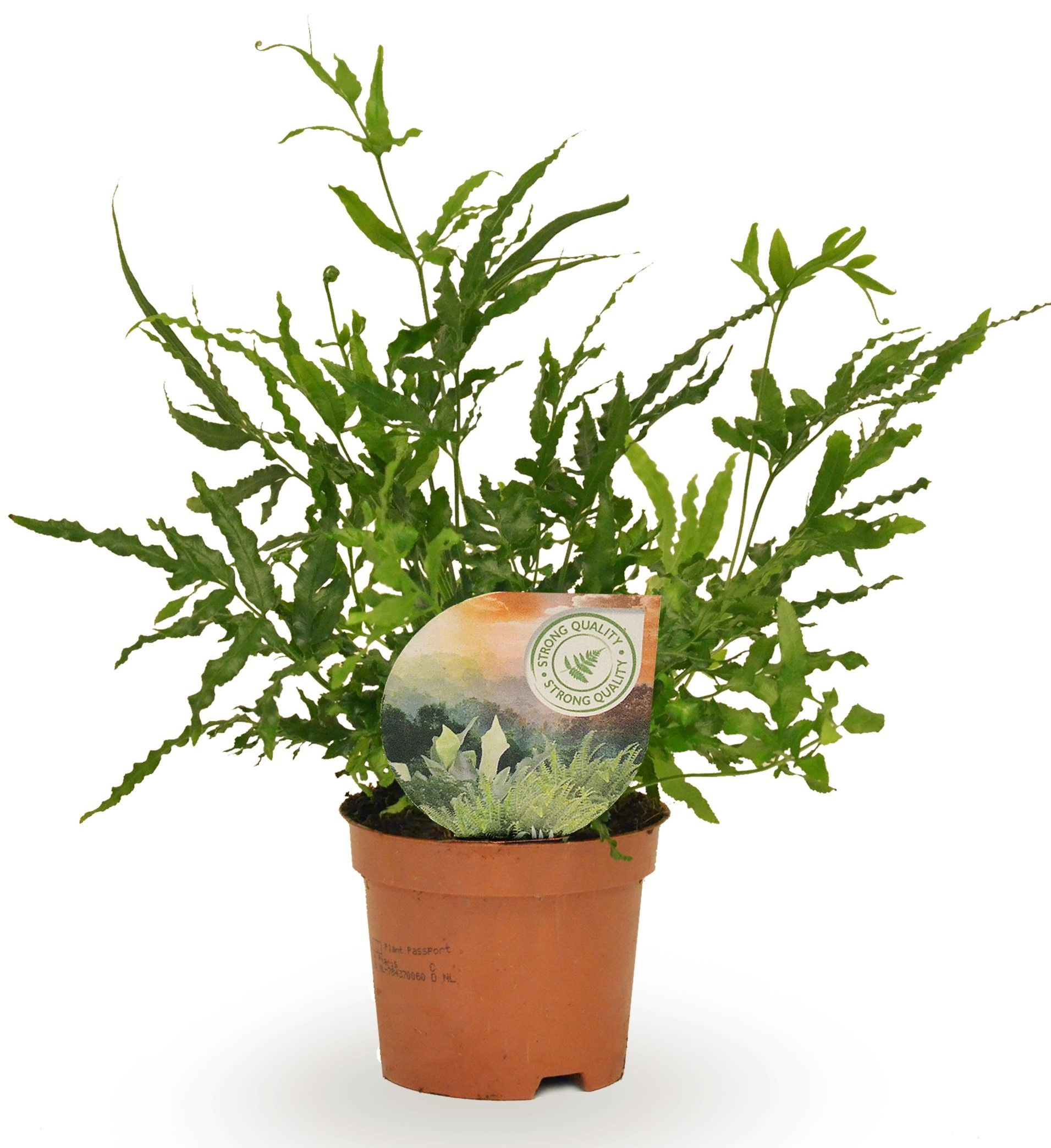 Pteris evergreen