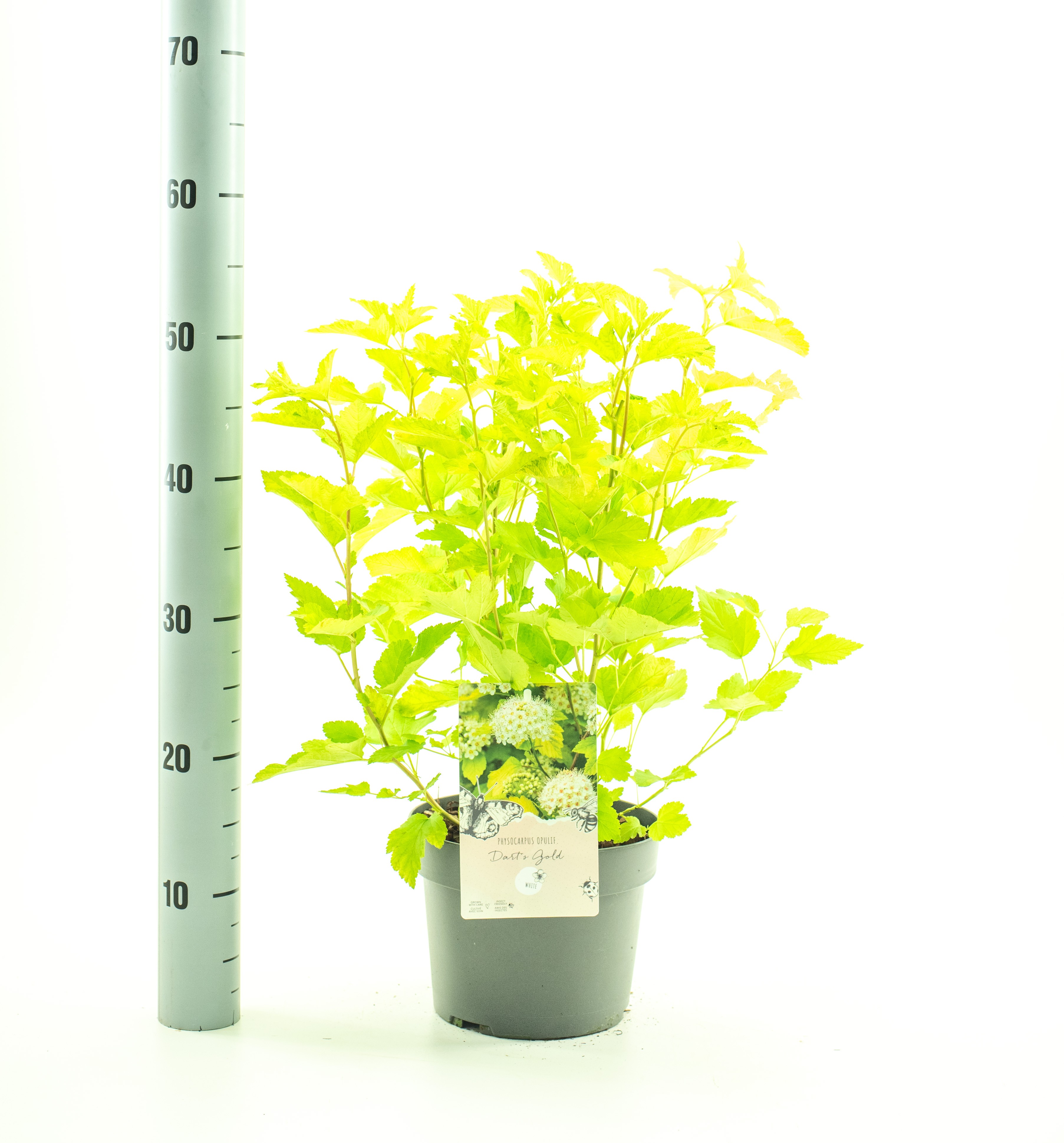 Picture of Physocarpus op. Dart's Gold P19 (3 Ltr)