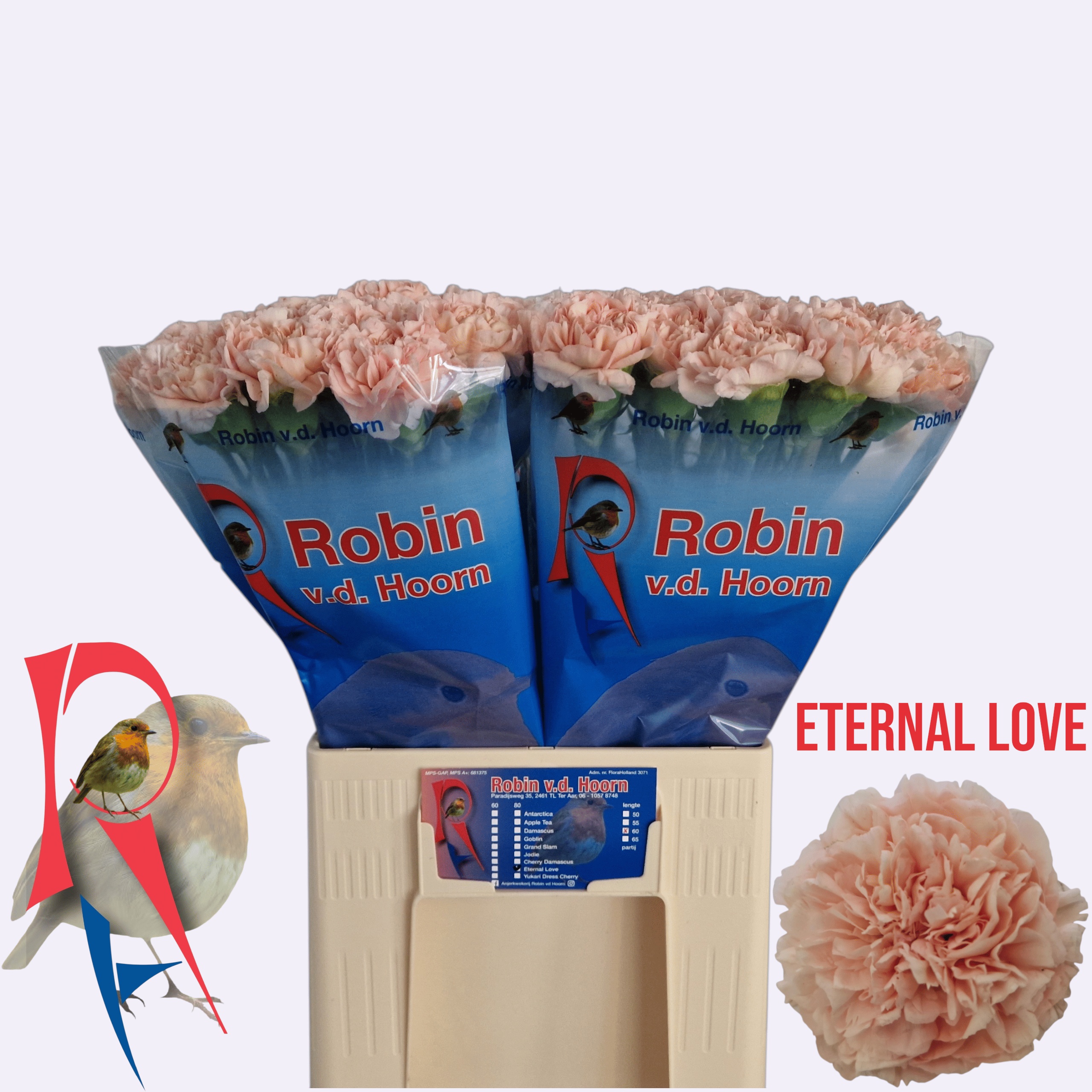 Dianthus Eternal Love 60cm