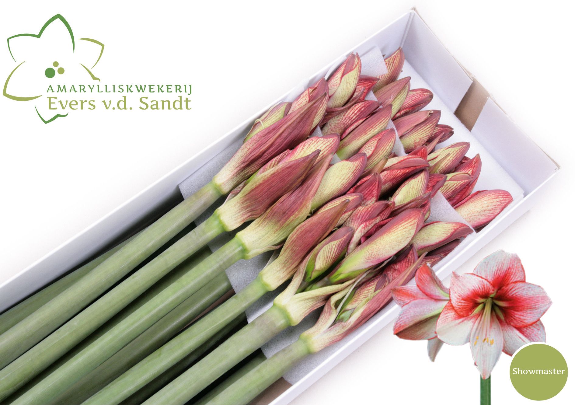 Hippeastrum Showmaster 4bl