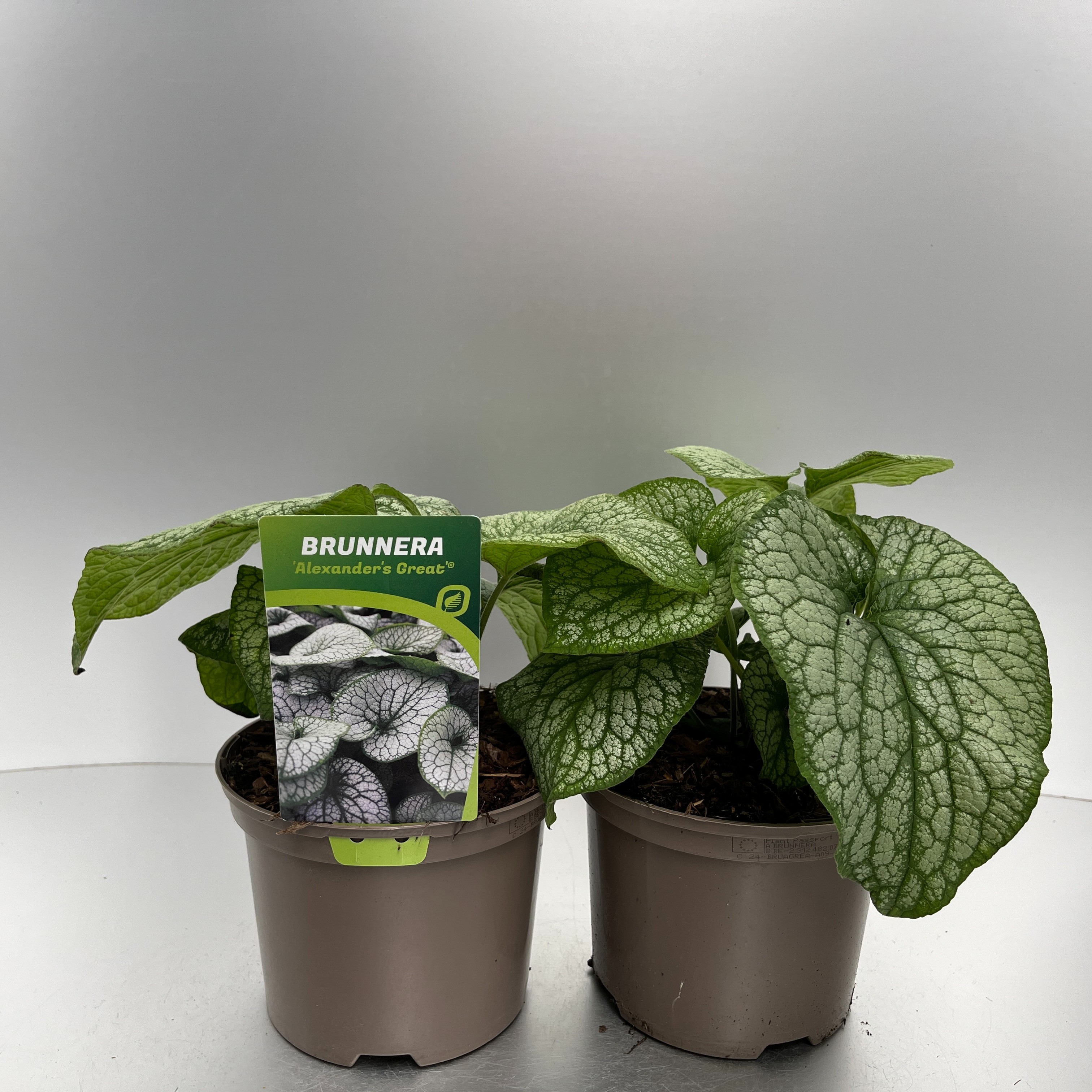 Picture of Brunnera macr. Alexander's Great P17 (2 Ltr)