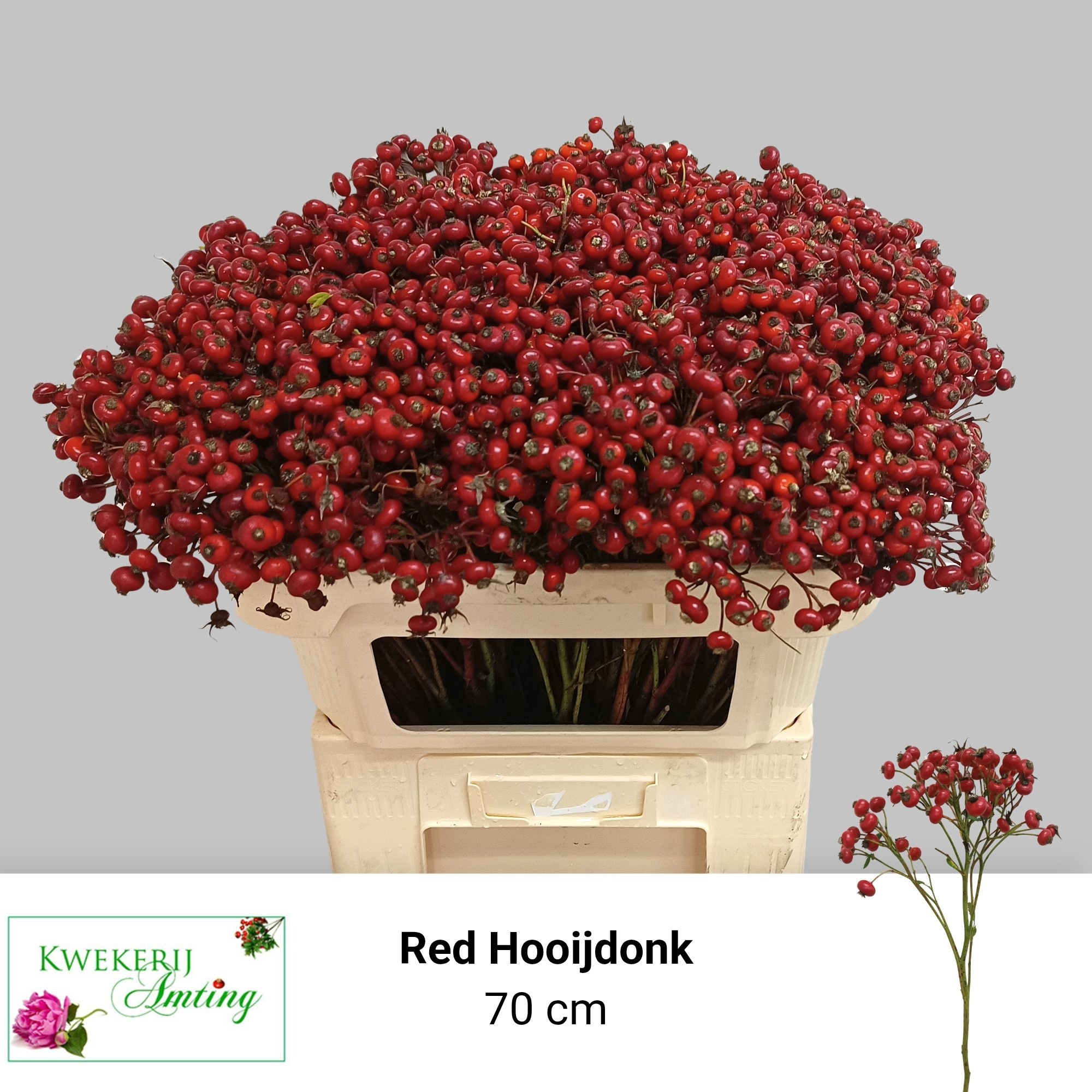 Rosa Red Hooijdonk