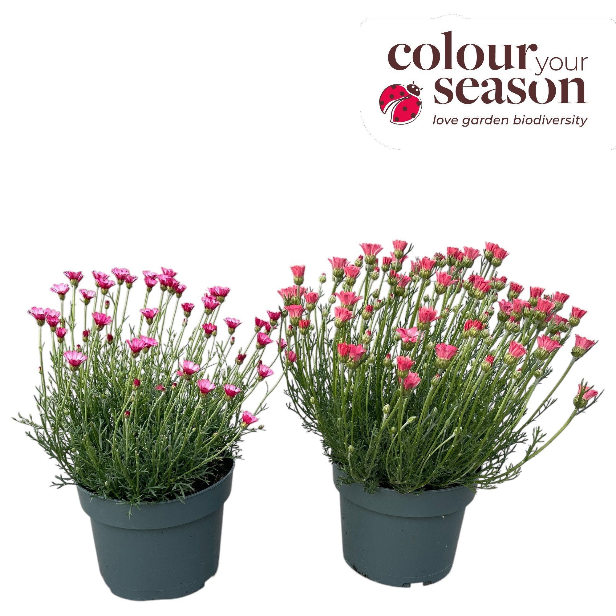 Rhodanthemum Zagora mix