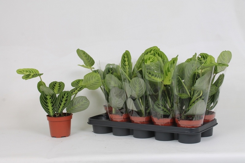 Maranta Lemon 12P 30H