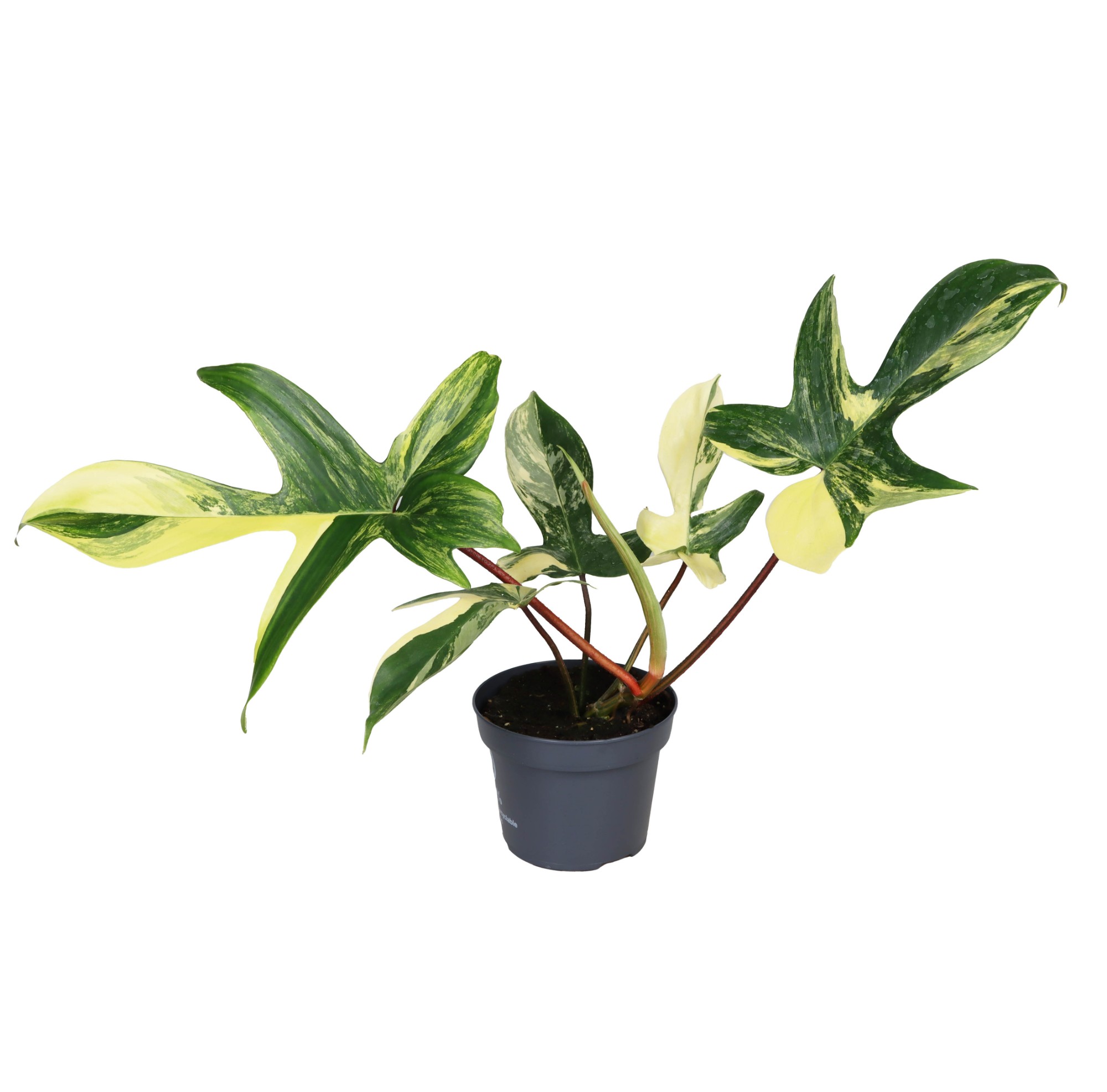 Picture of Philodendron Florida Beauty P12 20CM